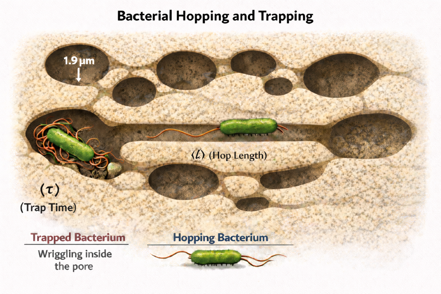 Bacteria hopping and trapping in porous media